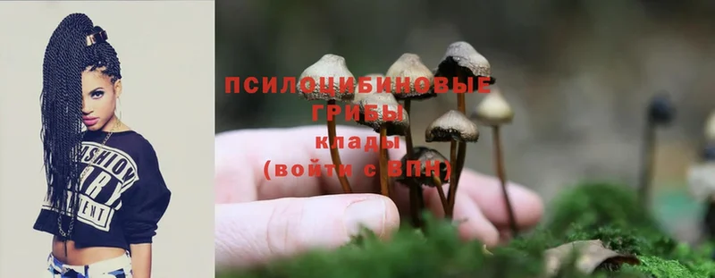 Галлюциногенные грибы MAGIC MUSHROOMS  купить наркотики цена  Жиздра 